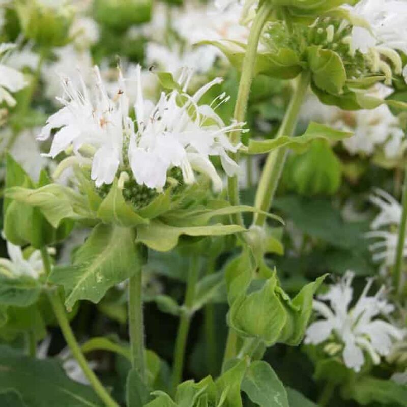 Monarda Snow White ---